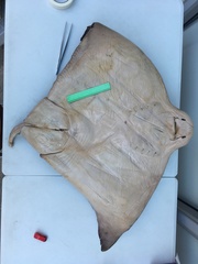 Myliobatis peruvianus