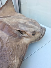 Myliobatis peruvianus