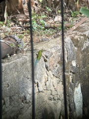 Sceloporus hondurensis