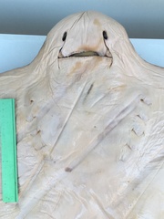 Myliobatis peruvianus