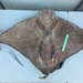 Peruvian Eagle Ray - Photo (c) Diego Almendras G., some rights reserved (CC BY-NC), uploaded by Diego Almendras G.