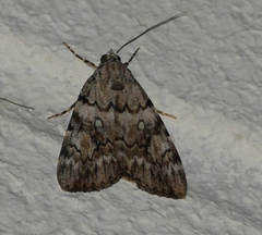 Catocala amica