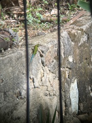 Sceloporus hondurensis