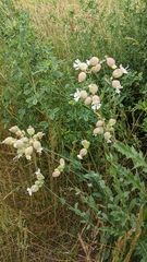 Silene vulgaris