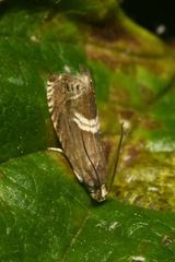 Grapholita discretana