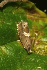 Grapholita discretana