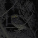 Whitney's Elf Owl - Photo (c) Cole Gaerber, some rights reserved (CC BY-NC), uploaded by Cole Gaerber
