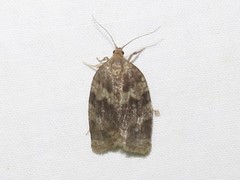 Choristoneura conflictana