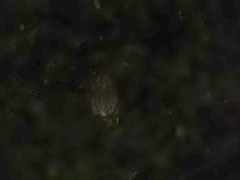 Megascops trichopsis aspersus