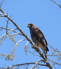 Parabuteo unicinctus harrisi