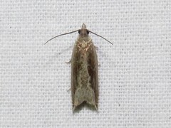 Ancylis goodelliana