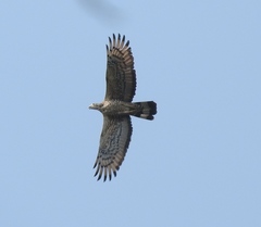 Pernis ptilorhynchus orientalis