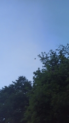 Lucanus cervus