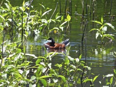 Oxyura jamaicensis