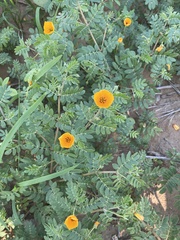 Kallstroemia tribuloides