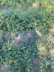 Kallstroemia tribuloides