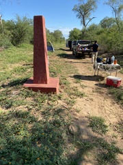 Kallstroemia tribuloides