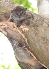 Lepilemur ankaranensis