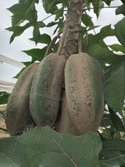 Vasconcellea × pentagona