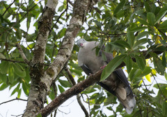 Ducula badia