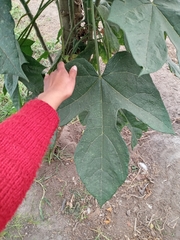 Vasconcellea × pentagona