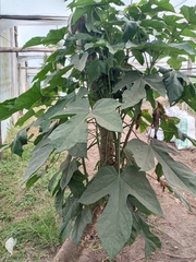 Vasconcellea × pentagona