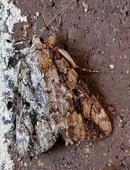 Catocala micronympha