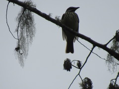 Myiodynastes luteiventris