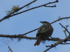 Myiodynastes luteiventris