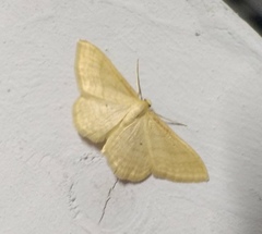 Idaea rufaria