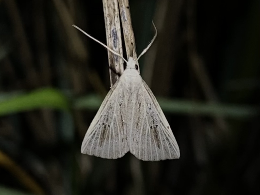 Macrochilo santerivalis