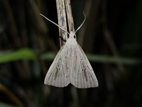 Macrochilo santerivalis