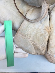 Myliobatis peruvianus