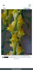 Linaria dalmatica dalmatica