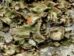 Umbilicaria spodochroa