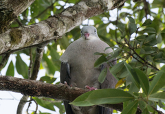 Ducula badia