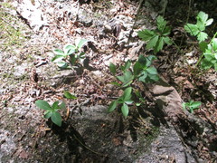 Phlox divaricata divaricata