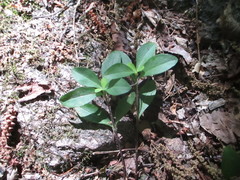 Phlox divaricata divaricata