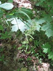 Phlox divaricata divaricata