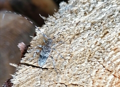 Acanthocinus griseus