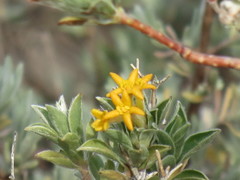 Lasiosiphon meisnerianus