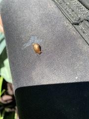 Novisuccinea strigata