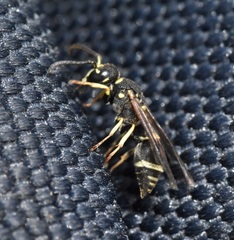 Parancistrocerus pensylvanicus
