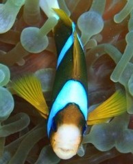 Amphiprion