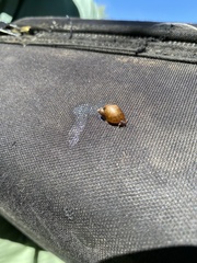 Novisuccinea strigata