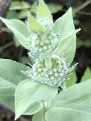 Pycnanthemum californicum