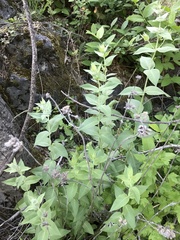 Pycnanthemum californicum