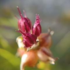 Allium roseum