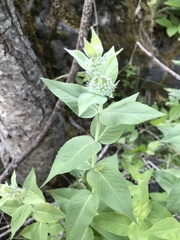 Pycnanthemum californicum