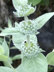 Pycnanthemum californicum